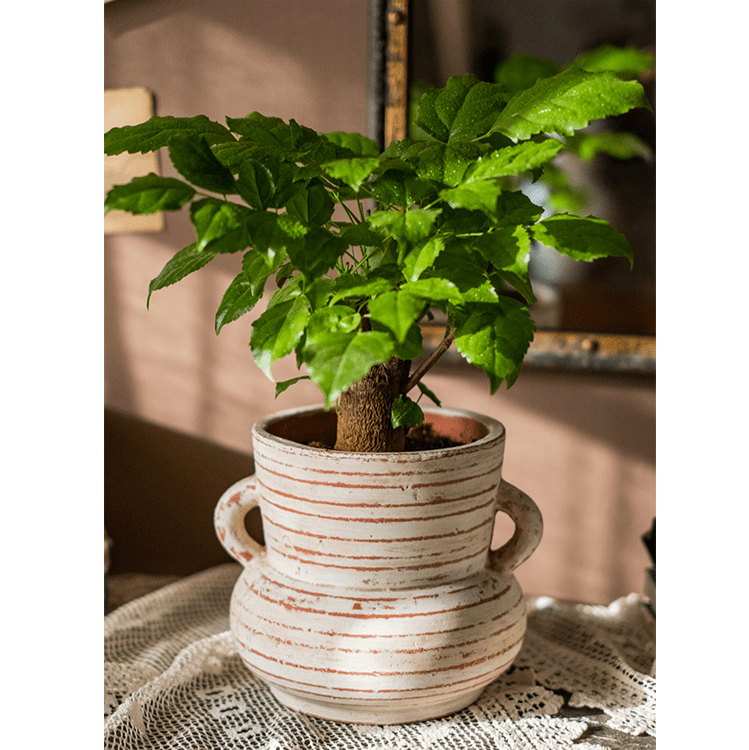 Weathered Terracotta Handled Planter & Vase