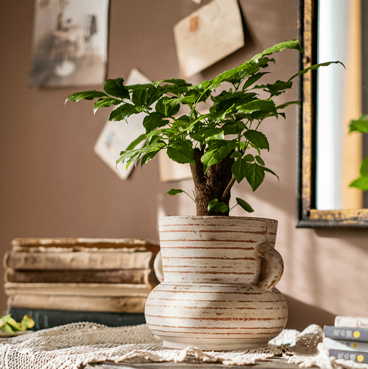 Weathered Terracotta Handled Planter & Vase
